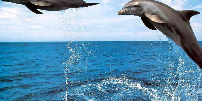 1024x768 Dolphin Wallpapers - Pets Cute and Docile