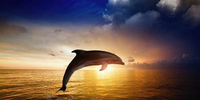 3840x2400 Dolphin Jumping, HD Animals, 4k Wallpapers, Images, Backgrounds, Photos and  Pictures