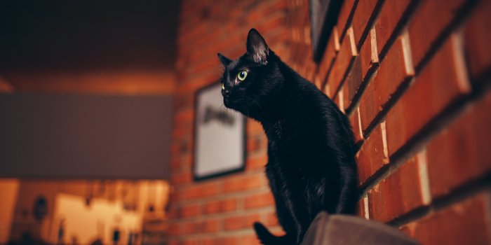 5472x3648 100,000+ Best Black Cat Photos · 100% Free Download · Pexels Stock Photos