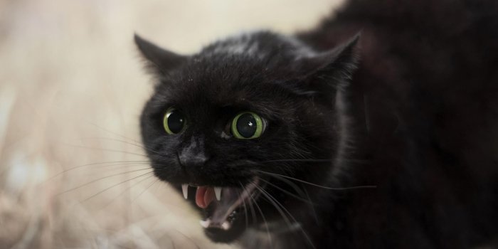 1920x1080 185 Cat Wallpaper | Top Cat Images | Wallpapermoon