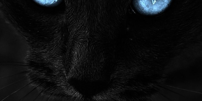 1600x2560 Black Cat Blue Eyes Wallpapers - Top Free Black Cat Blue Eyes Backgrounds -  WallpaperAccess