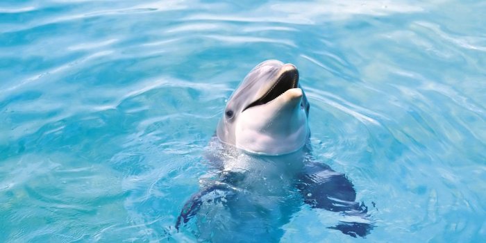 1920x1200 Free Dolphin Wallpapers For Desktop