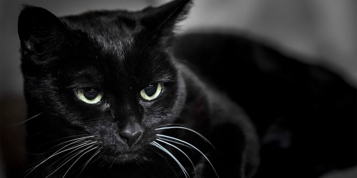 3840x2400 Black Cat Wallpapers - 3840x2400 Wallpaper - teahub.io