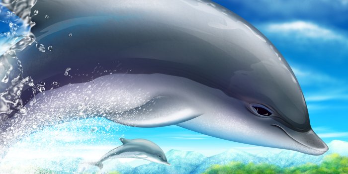 1920x1200 Free Dolphin Backgrounds - PixelsTalk.Net