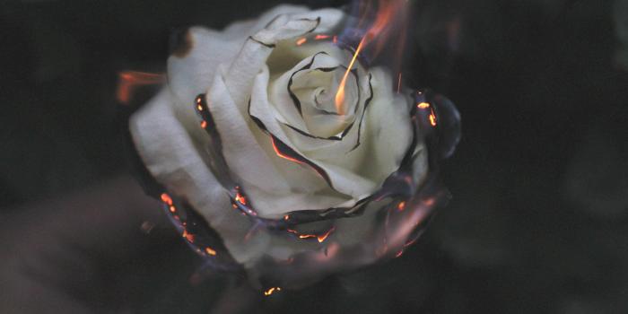 5184x3456 Rose Fire Photography Smoke, HD Flowers, 4k Wallpapers, Images, Backgrounds,  Photos and Pictures
