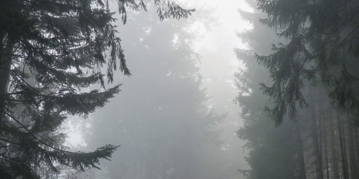 1000x1333 500+ Foggy Forest Pictures [Stunning!] | Download Free Images on Unsplash