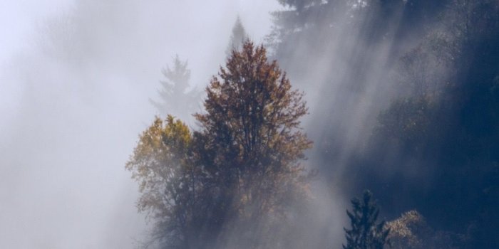 1080x1920 Foggy forest wallpaper | Landscape wallpaper, Forest wallpaper, Scenery  wallpaper