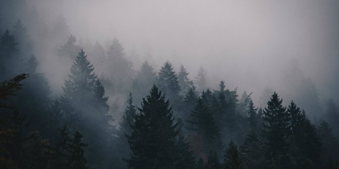 3840x2160 Wallpaper fog, 5k, 4k wallpaper, trees, forest, Nature #12603