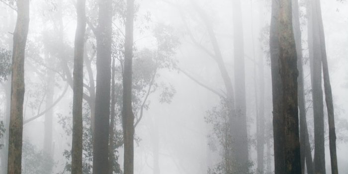 1000x1500 500+ Foggy Forest Pictures [Stunning!] | Download Free Images on Unsplash