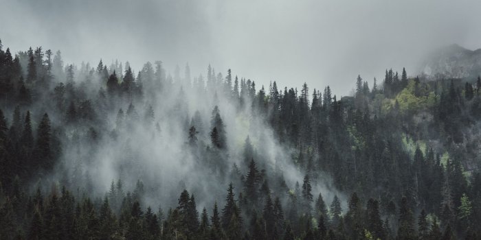 1920x1080 23 Foggy Forest Wallpapers - Wallpaperboat