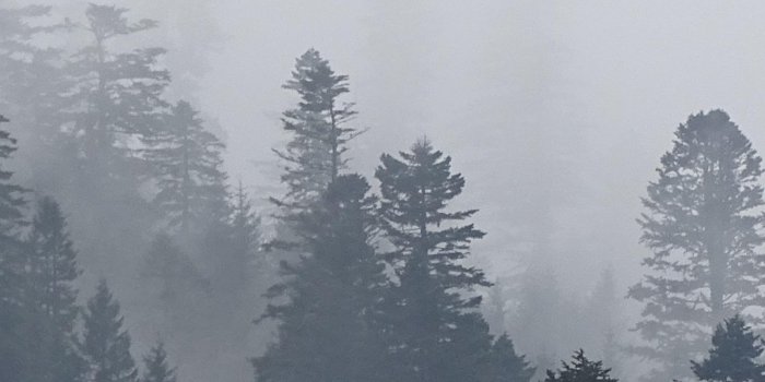 1440x2560 Foggy Trees in Forest Wallpaper - iPhone, Android & Desktop Backgrounds