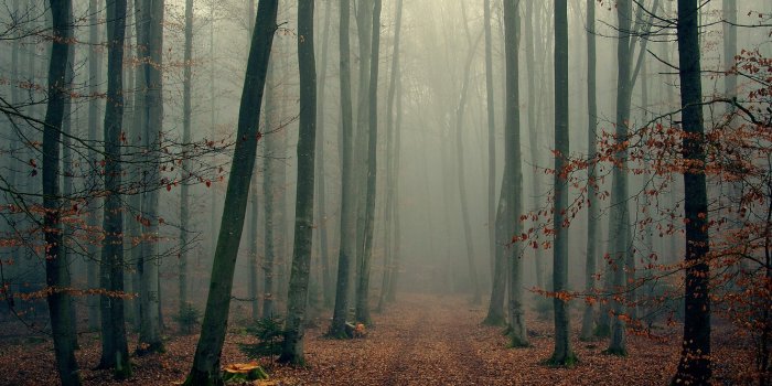 1332x850 Wallpaper autumn, forest, trees, branches, fog, foliage, wood, foggy images  for desktop, section природа - download
