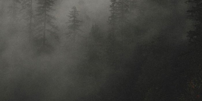 1125x2436 trees covered by fog iPhone X Wallpapers Free Download