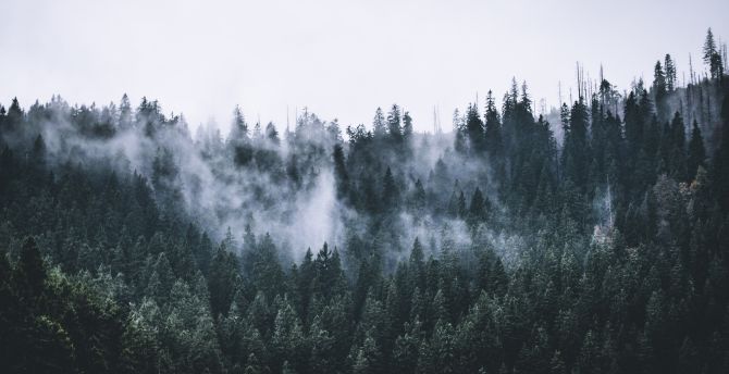 670x344 Green, forest, fog, nature, trees, dawn wallpaper, hd image, picture,  background, a1d479 | wallpapersmug
