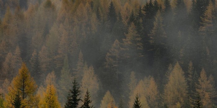 1400x2100 Foggy woodland | free image by rawpixel.com / eberhard grossgasteiger |  Foggy forest, Forest wallpaper, Forest wallpaper iphone