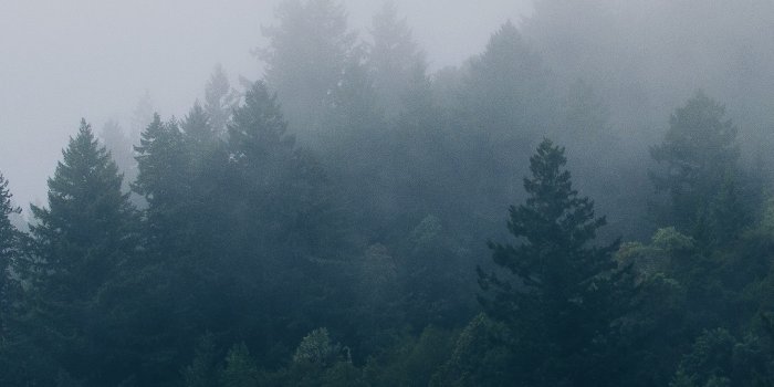 1080x1920 Forest Trees Fog Wallpaper - [1080x1920]