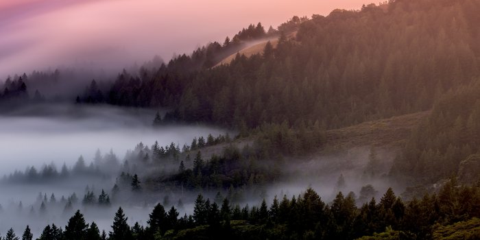 6000x4000 Forest Wallpaper 4K, Foggy, Mist, Pine trees, Early Morning, 5K, Nature,  #310