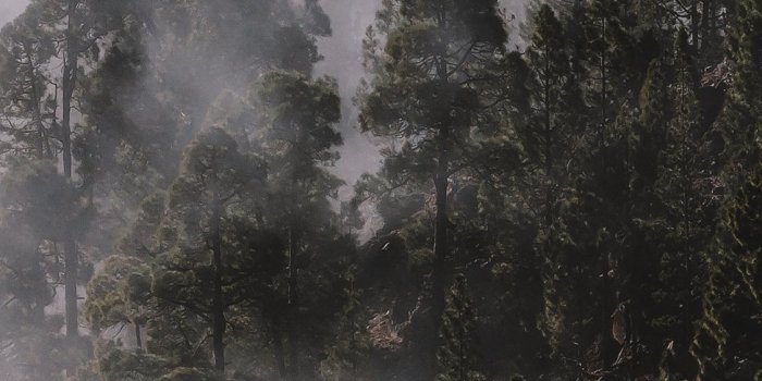 1125x2436 Foggy pinewood iPhone X Wallpapers Free Download