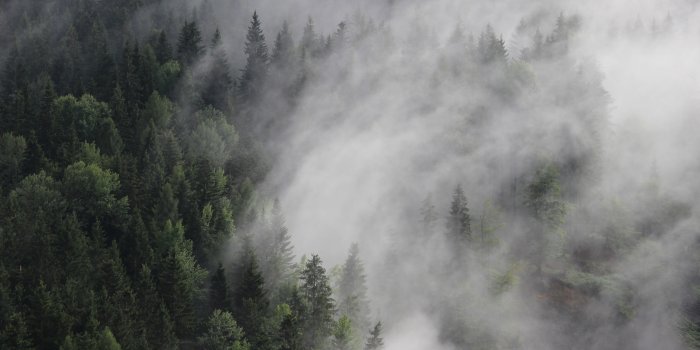 3840x2160 Wallpaper Austria, 4k, 5k wallpaper, 8k, forest, fog, mist, pines, Nature  #6203