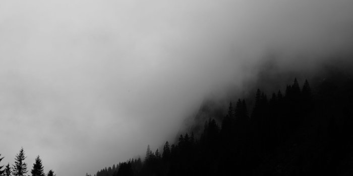 2560x1440 Download wallpaper 2560x1440 trees, fog, forest, bw, black widescreen 16:9  hd background