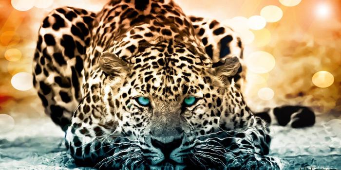 1920x1080 Jaguar Animal Wallpapers - Top Free Jaguar Animal Backgrounds -  WallpaperAccess