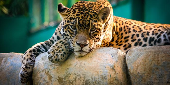 1920x1080 260+ Jaguar HD Wallpapers and Backgrounds