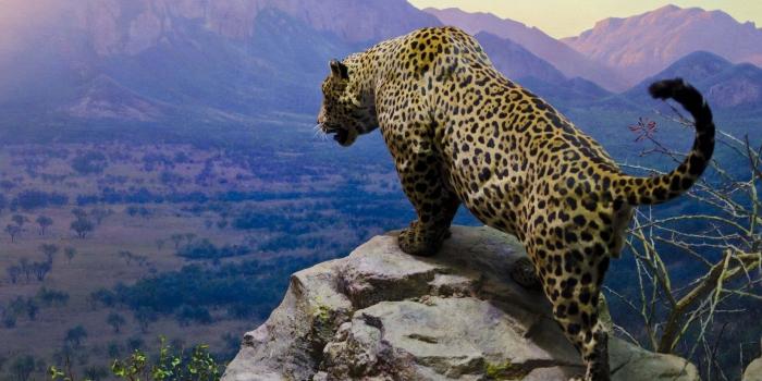 1920x1200 Jaguar Wallpapers - Top Free Jaguar Backgrounds - WallpaperAccess