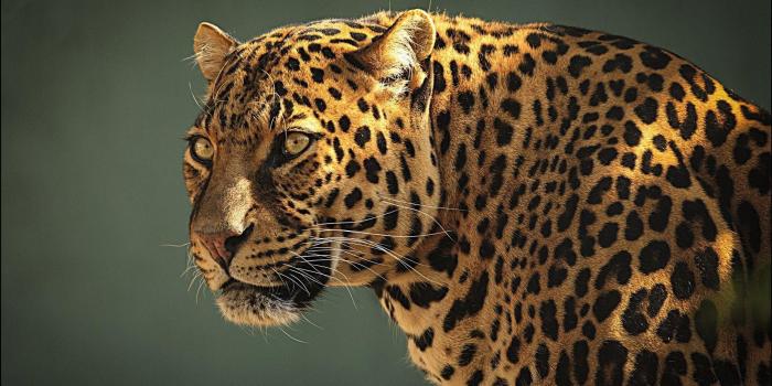 1920x1200 Jaguar Wallpapers