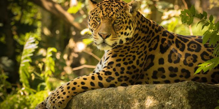 2880x1800 Chincha the Jaguar HD wallpaper
