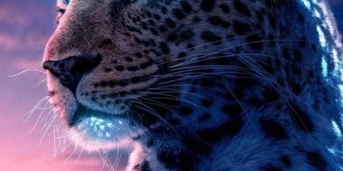 900x1600 Neon Predator Jaguar IPhone Wallpaper - IPhone Wallpapers : iPhone  Wallpapers