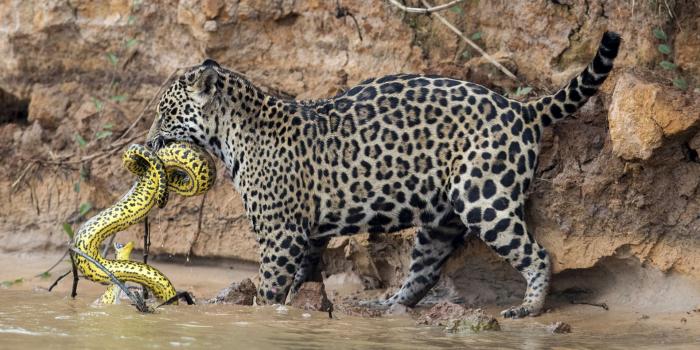 1920x1200 Jaguar Wallpapers Full HD 45033 - Baltana