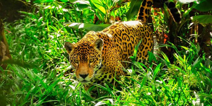 1920x1275 Jaguar HD Wallpapers New Tab - Impressive Nature