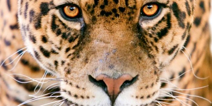 1284x2778 Jaguar Top Free Jaguar Backgrounds Access iPhone Wallpapers Free Download