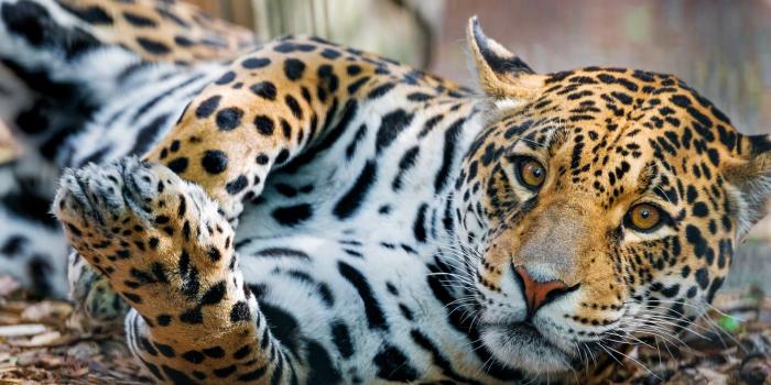 1332x850 Wallpaper look, pose, lies, Jaguar images for desktop, section кошки -  download