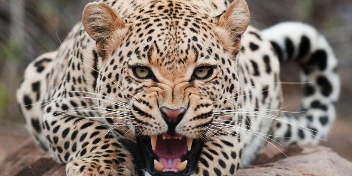 1920x1080 Jaguar, Animals Wallpapers HD / Desktop and Mobile Backgrounds