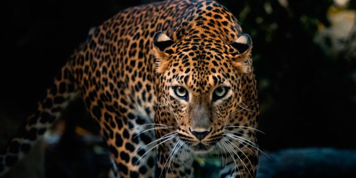 1920x1080 Beautiful Jaguar Wallpaper HD