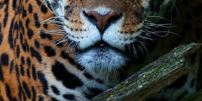 1284x2778 Best Jaguar iPhone HD Wallpapers - iLikeWallpaper