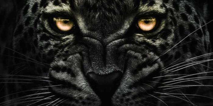 900x1600 Angry Jaguar IPhone Wallpaper - IPhone Wallpapers : iPhone Wallpapers