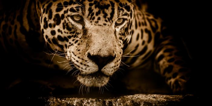 4928x2941 Jaguar Wallpaper 4K, Wildcat, Black background, Wild animal, Animals, #2372