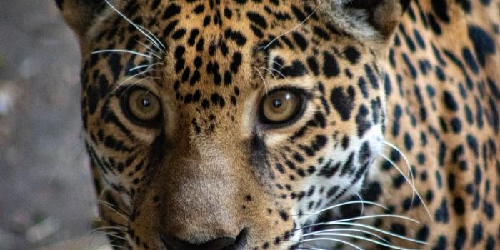 1000x1000 Jaguars Pictures | Download Free Images on Unsplash