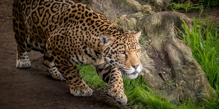 3000x2000 Jaguar HD Wallpaper | Background Image | 3000x2000