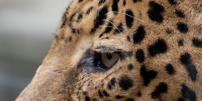 1440x2560 Jaguar Wallpaper - iPhone, Android & Desktop Backgrounds