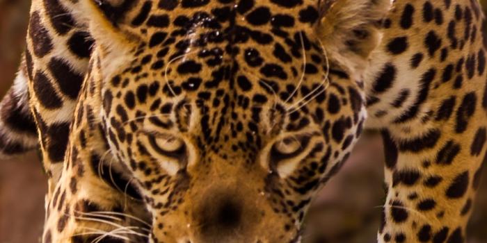 1125x2436 Download jaguar, predator, wild 1125x2436 wallpaper, iphone x, 1125x2436 hd  image, background, 19295