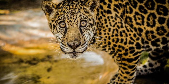 3072x1536 Jaguar, facts and photos