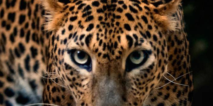 768x1152 Gorgeous Jaguar Ultra HD Desktop Background Wallpaper for 4K UHD TV :  Tablet : Smartphone