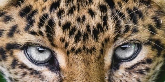 1242x2688 1242x2688 Jaguar Iphone XS MAX HD 4k Wallpapers, Images, Backgrounds, Photos  and Pictures