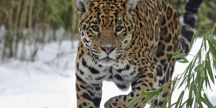 1280x852 Picture jaguar Big cats Glance animal