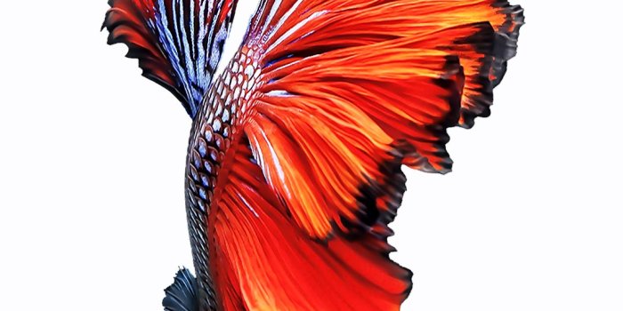 1080x1920 Wallpapers Iphone 6s Plus With High-resolution Pixel - วอลเปเปอร์ Iphone 6  Plus - 1080x1920 Wallpaper - teahub.io