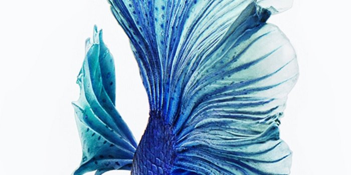 1080x1920 Iphone 6s Wallpaper Lock Screen With High-resolution - Iphone 6s Wallpaper  Hd Fish - 1080x1920 Wallpaper - teahub.io