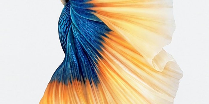 1242x2208 Full HD Of iPhone 6s Wallpapers